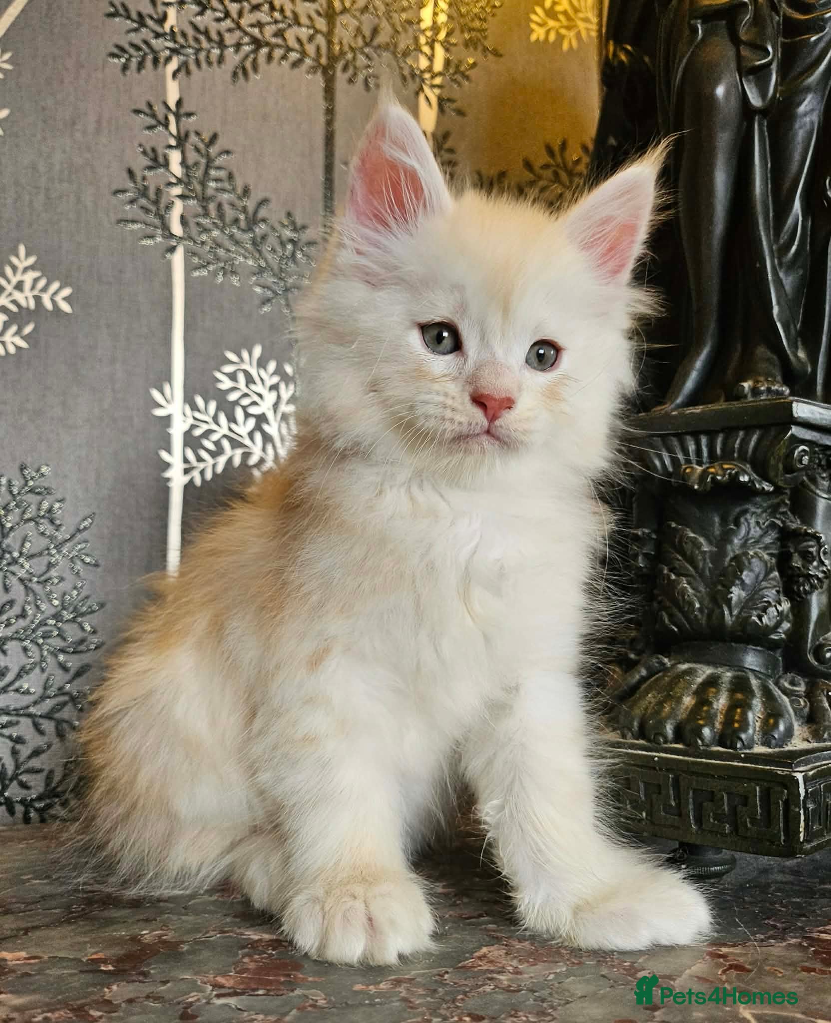 Maine Coon cats XXL Exceptional Pedigree Kittens Russian line - Advert 16