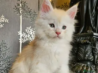 Maine Coon cats XXL Exceptional Pedigree Kittens Russian line - Advert 18