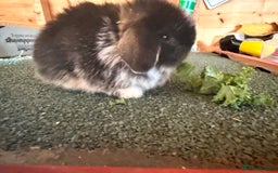 Mini Lop rabbits for sale: Baby mini lop bunnies  - Image 4