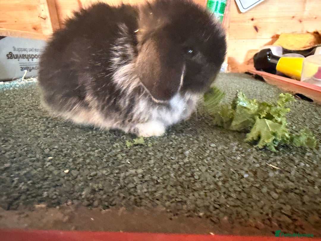 Mini Lop rabbits for sale: Baby mini lop bunnies  - Image 4