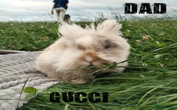 Lionhead rabbits for sale: Pure Breed Fluffy Double Mained Lionhead Kits - Image 17