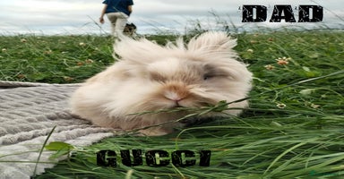 Lionhead rabbits - Advert 14