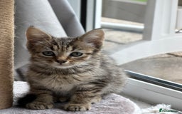 Mixed Breed cats for sale: Bengal x British short Hair kitten - Image 4