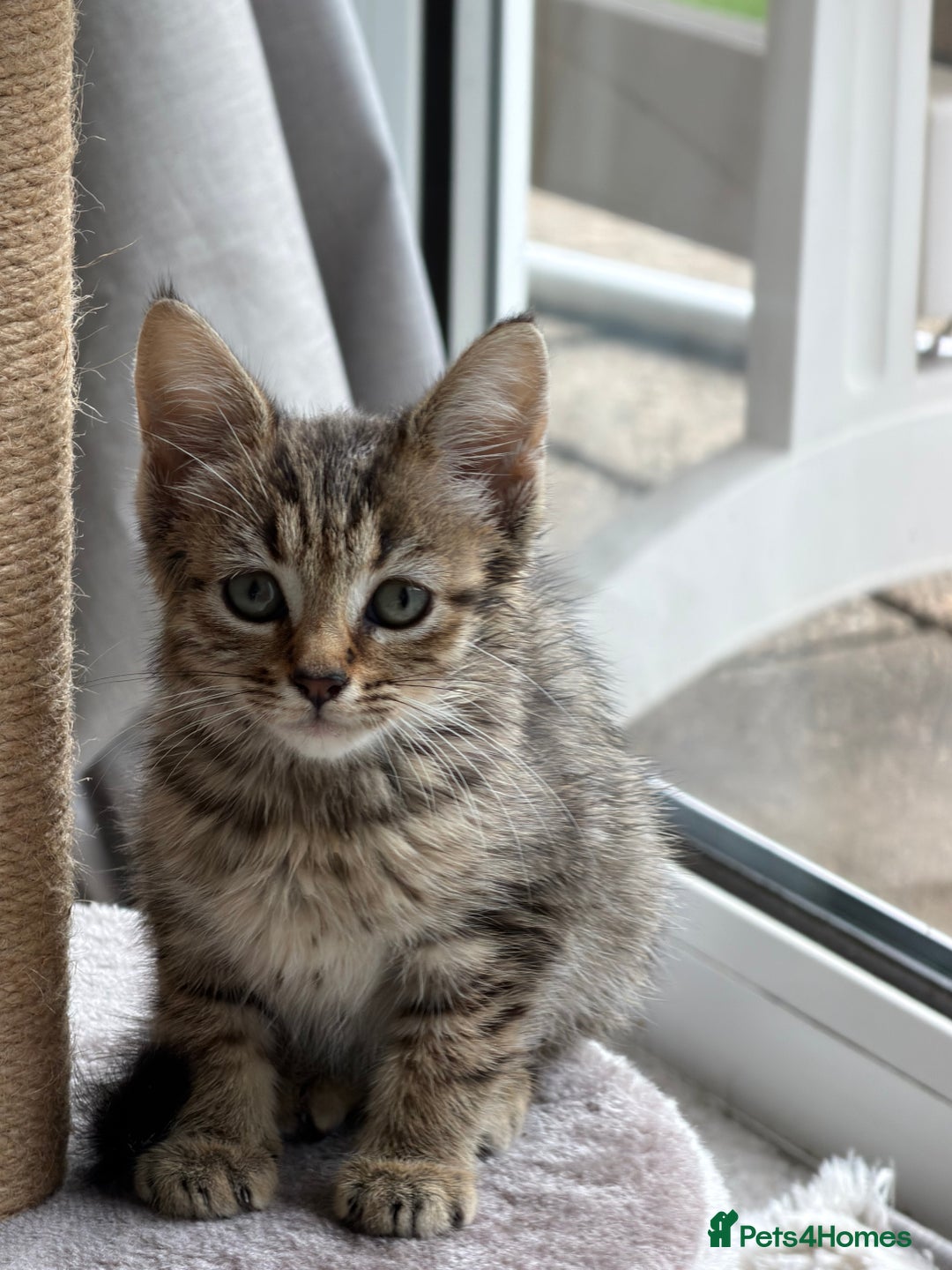 Mixed Breed cats for sale: Bengal x British short Hair kitten - Image 4