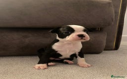 Boston Terrier dogs for sale: Beautiful Chunky KC Boston Terrier Puppies - Image 11