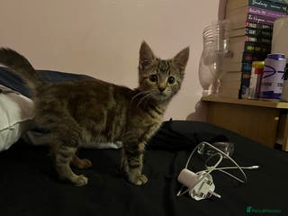 Mixed Breed cats Kitten for sale - Advert 9