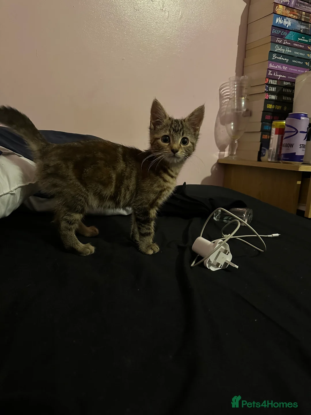 Mixed Breed cats for sale: Kitten for sale  - Advert 1