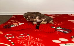 English Bulldog dogs for sale: 🐶✨ English Bulldog Puppies Available! ✨🐶 - Advert 8