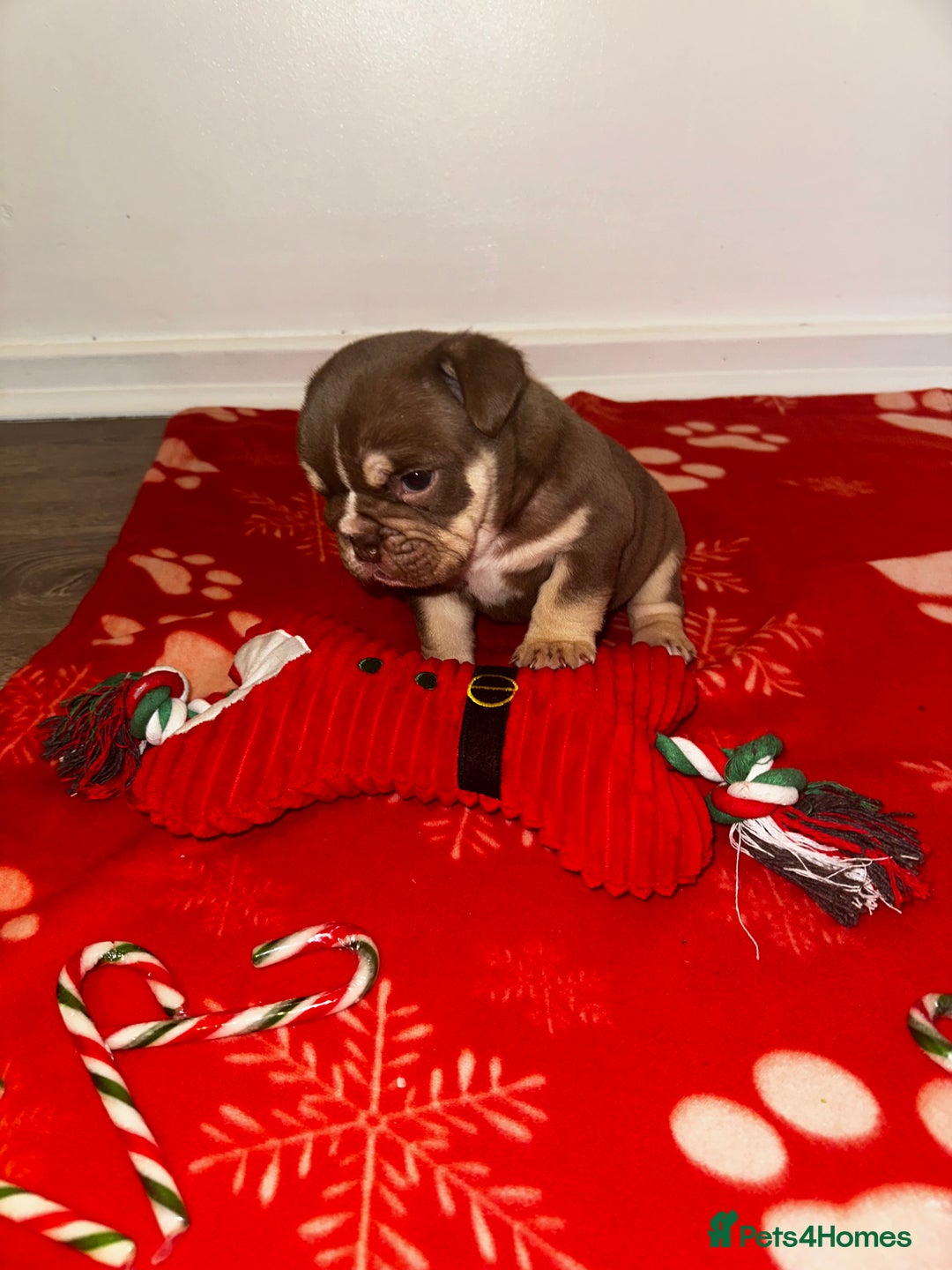 English Bulldog dogs for sale: 🐶✨ English Bulldog Puppies Available! ✨🐶 - Advert 8