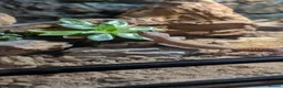 Gecko reptiles for sale: Leopard gecko  in Hounslow - Advert 8