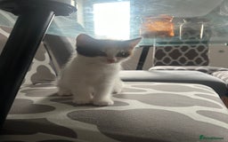 Mixed Breed cats for sale: 1 female kitten with beautiful colors £250 - Image 7