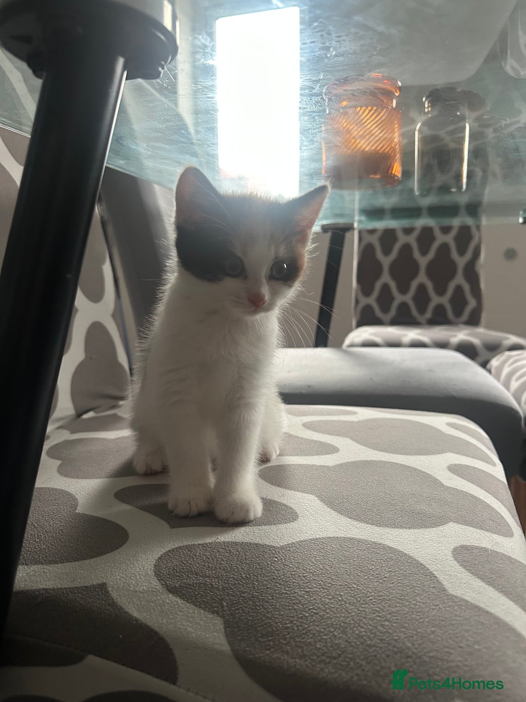 Mixed Breed cats for sale: 1 female kitten with beautiful colors £250 - Image 7