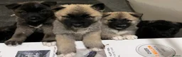 Akita dogs for sale: Akita puppies  - Advert 1