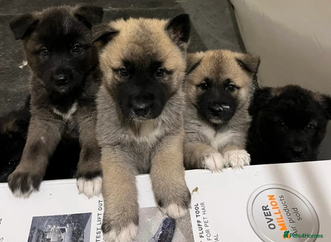 Akita dogs for sale: Akita puppies  - Advert 1