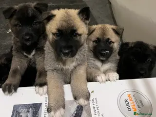 Akita dogs Akita puppies - Advert 19