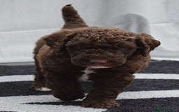 Double Doodle dogs for sale: Stunning litter standard golden doodles - Image 2