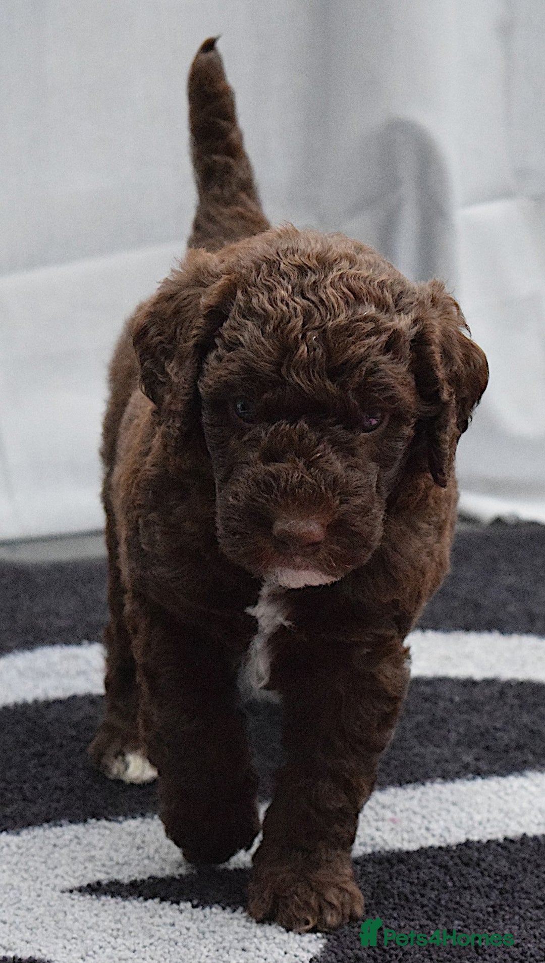 Double Doodle dogs for sale: Stunning litter standard golden doodles - Image 2