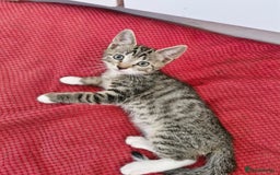 Siamese cats for sale: Siamese /balinese cross kittens - Image 6