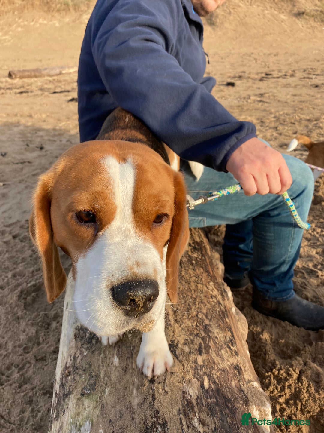 Beagle dogs for stud: TOP PRODUCING STUD CRUFTS QUALIFIED, CHAMPION BRED in Birmingham - Image 12