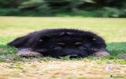 German Shepherd dogs for sale: ❤️KC HEALTH TESTED PARENTS ❤️ - Image 5
