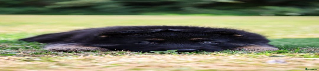 German Shepherd Puppy 4