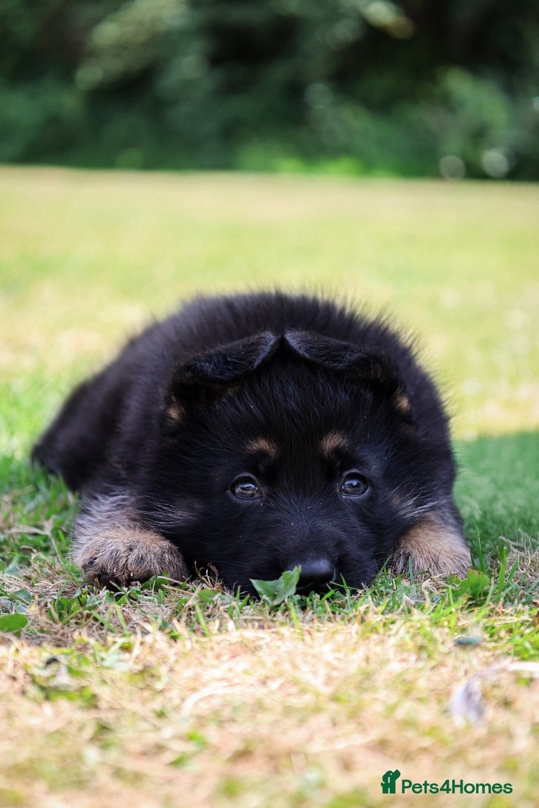 German Shepherd dogs for sale: ❤️KC HEALTH TESTED PARENTS ❤️ - Image 5