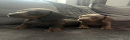 Miniature Dachshund dogs for sale: miniature dachshund puppies - Advert 8