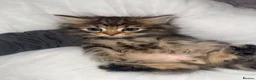 Mixed Breed cats for sale: Fluffy kittens - Advert 3