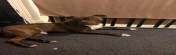 Mixed Breed dogs for sale: Woody  - Advert 6