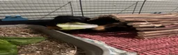 Guinea Pig rodents for sale: 2 FEMALE Guinea Pigs MUST BE REHOMED TOGETHER  - Advert 4