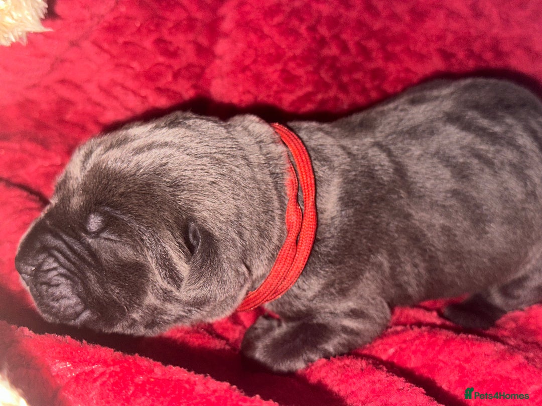 Cane Corso dogs for sale: Purebred Cane Corso  - Advert 3