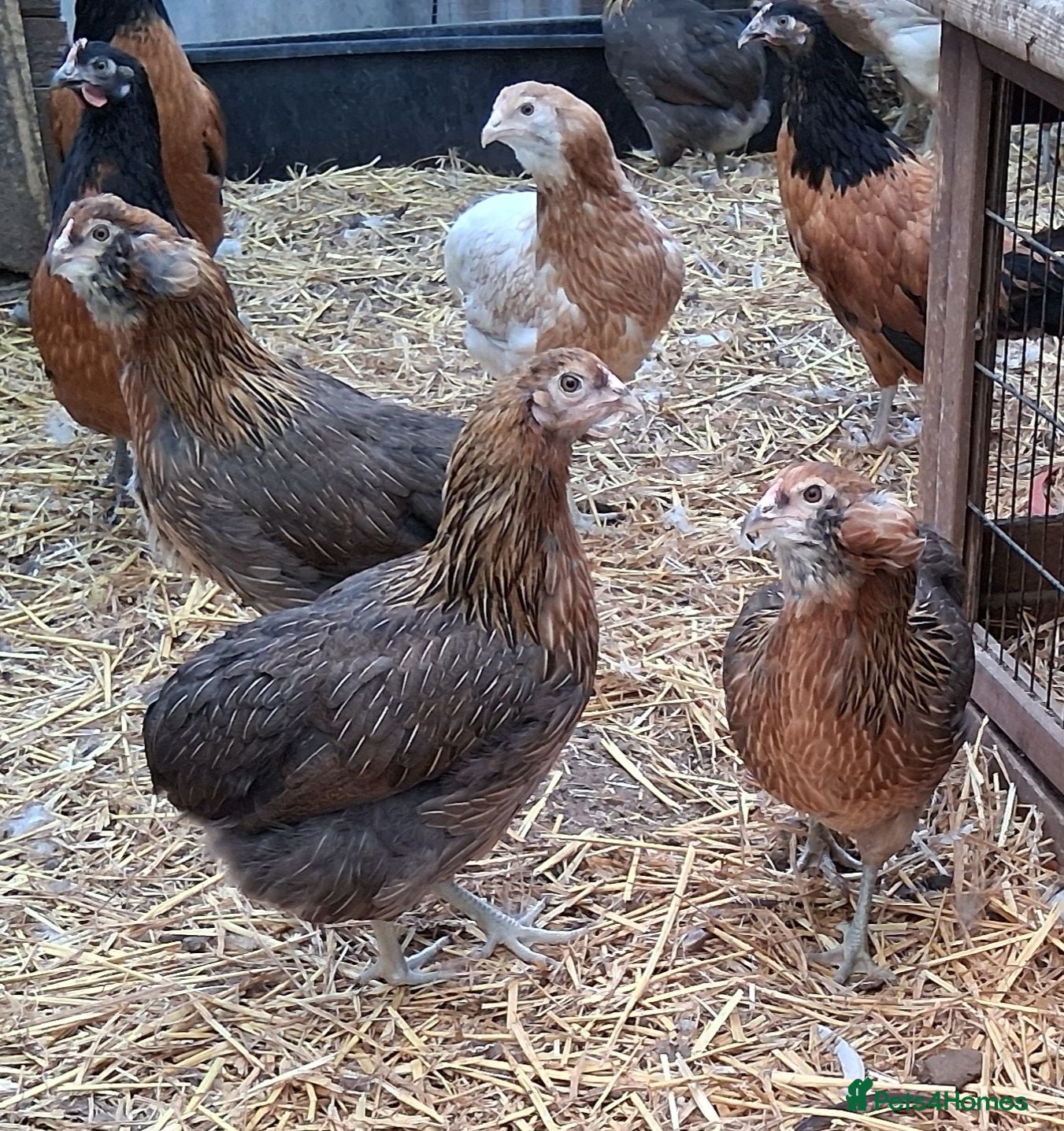 Chickens poultry Americana bantams all  - Advert 1