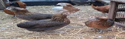 Chickens poultry for sale: Americana bantams all  - Advert 1