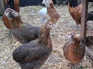 Chickens poultry Americana bantams all - Advert 1