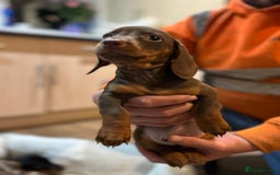 Miniature Dachshund dogs for sale: Stunning rainbow litter mini dachshunds - Advert 23