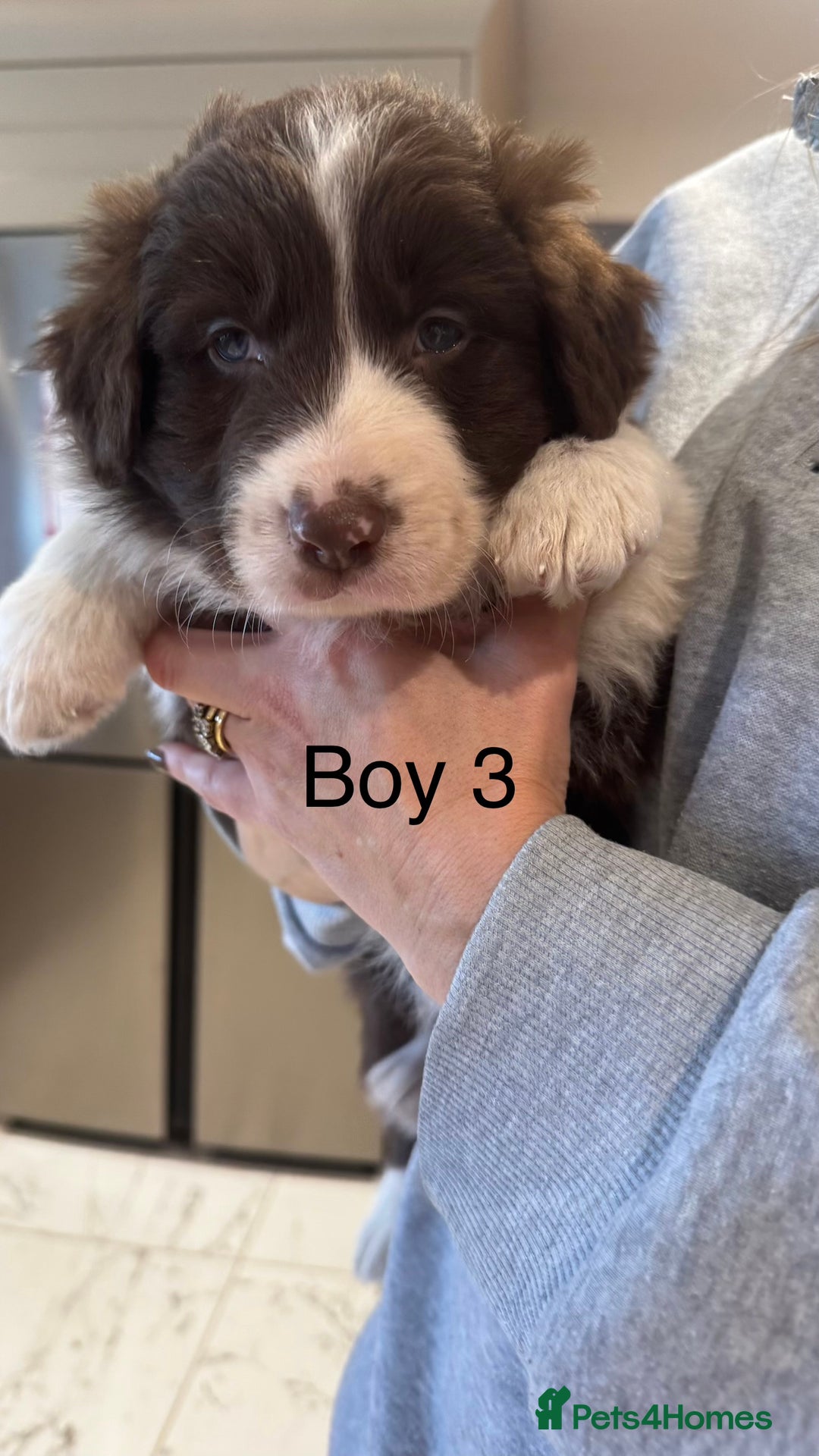 Border Collie dogs for sale: Beautiful Red tri pups  - Advert 20