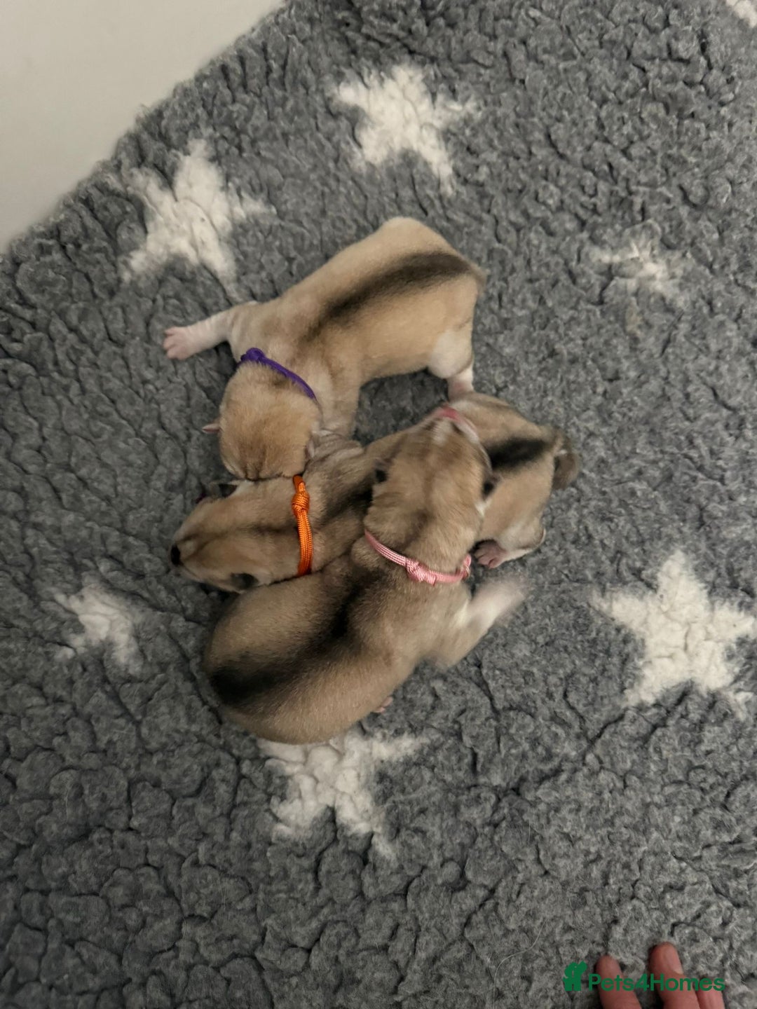 Siberian Husky dogs for sale: ✨ Exceptional Pedigree Siberian Husky Puppies ✨ - Advert 9