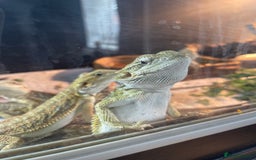 Bearded Dragon reptiles for sale: I have around 25 beardies left ready for rehoming  - Image 3