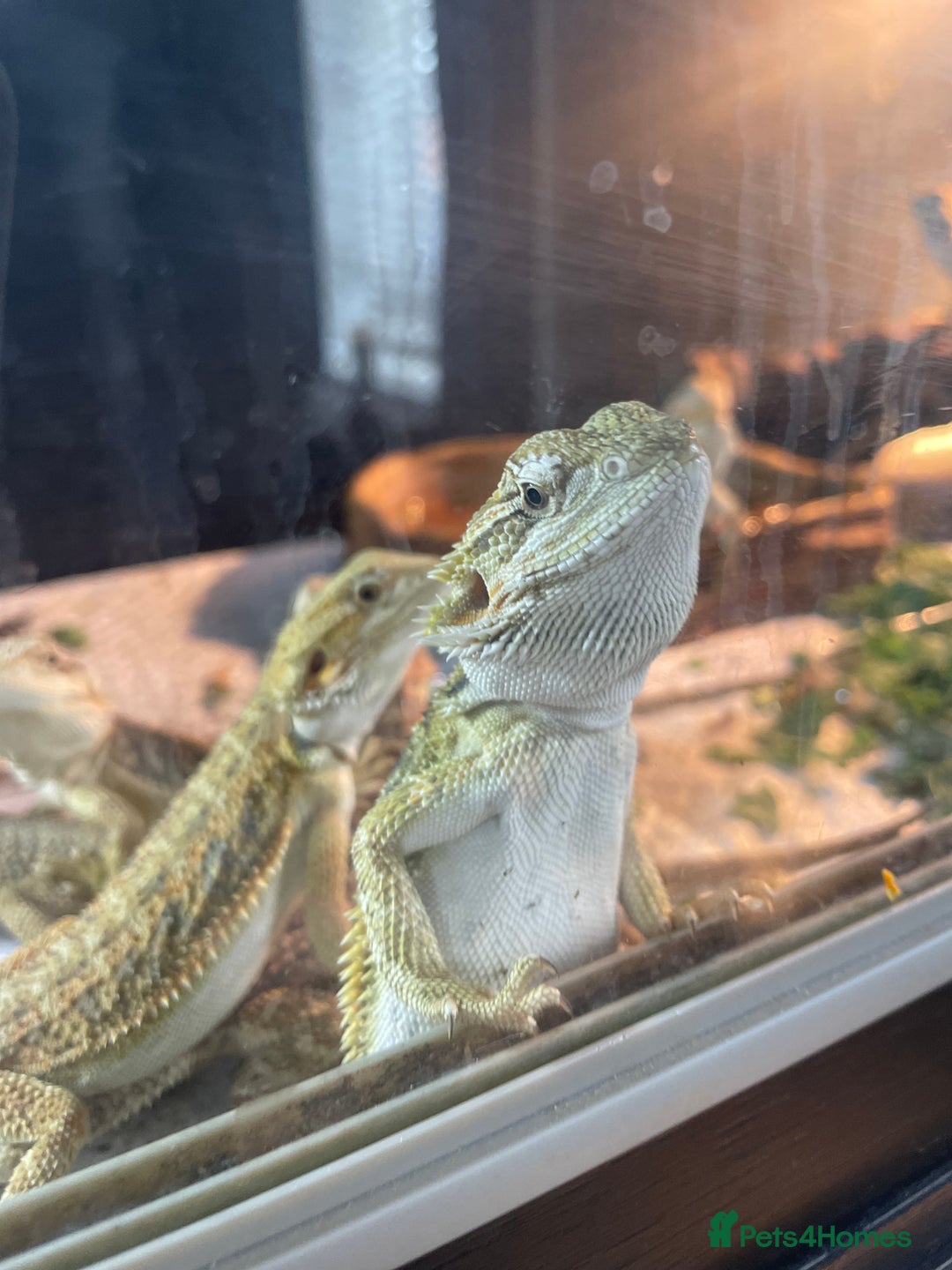 Bearded Dragon reptiles for sale: I have around 25 beardies left ready for rehoming  - Image 3