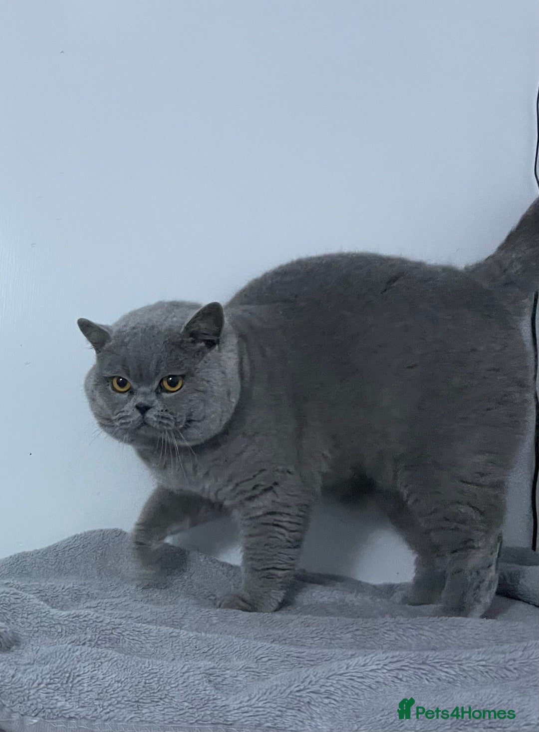 British Shorthair cats for stud: 👑🏆 BLUE CHAMPION BRED STUD DERBY TICA  GCCF 🏆👑 in Derby - Image 1