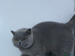 British Shorthair cats 👑🏆 BLUE CHAMPION BRED STUD DERBY TICA GCCF 🏆👑 in Derby - Advert 17