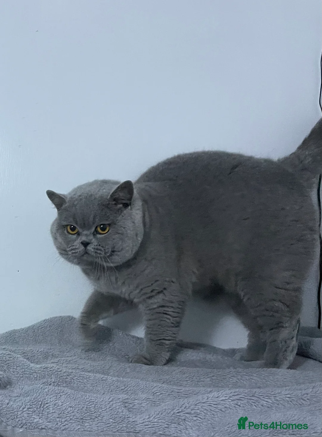 British Shorthair cats for stud: 👑🏆 BLUE CHAMPION BRED STUD DERBY TICA  GCCF 🏆👑 in Derby - Advert 1