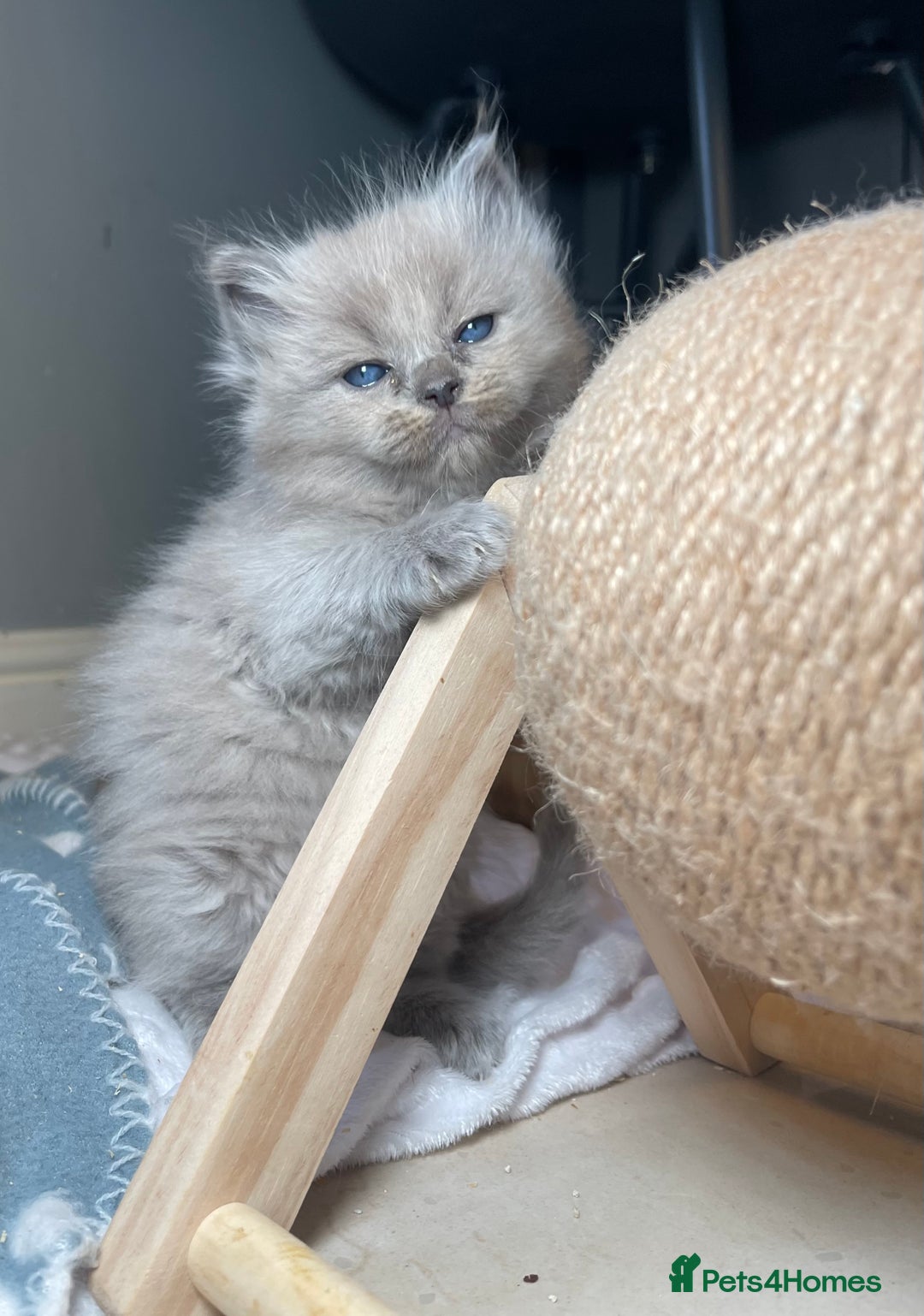 Ragdoll cats for sale: 💫Pedigree Cherubim Ragdolls💫 - Image 6