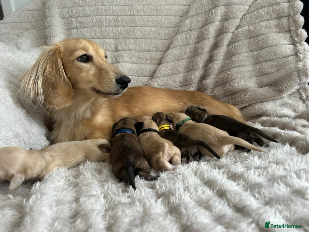 Miniature Dachshund dogs for sale: Stunning Champion Cream Miniature Dachshunds!  - Advert 2