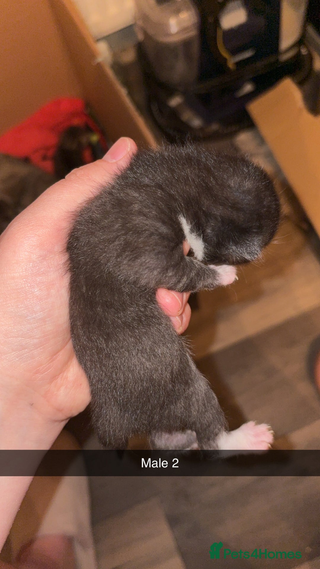 Mixed Breed cats for sale: 4 male kittens ready 12th October  - Image 5