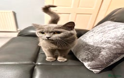 British Shorthair cats for sale: British Shorthair kittens Tica  - Image 13