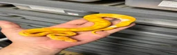 Python Snake reptiles for sale: Various royal pythons from £25 upwards  - Advert 7