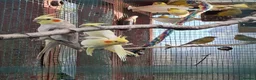 Cockatiels birds for sale: Cockatiels for sale - Advert 5