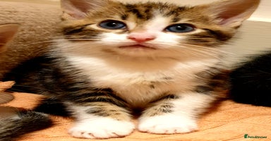 Mixed Breed cats - Advert 5