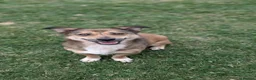 Mixed Breed dogs for adoption: Watson for adoption - Advert 13